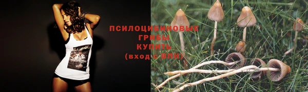 ПСИЛОЦИБИНОВЫЕ ГРИБЫ Дмитровск